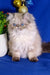 Fluffy Himalayan cat with blue eyes and cream fur in Barbie Persian Kitten product