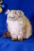 Fluffy Himalayan cat with blue eyes and cream fur from Barbie Persian Kitten