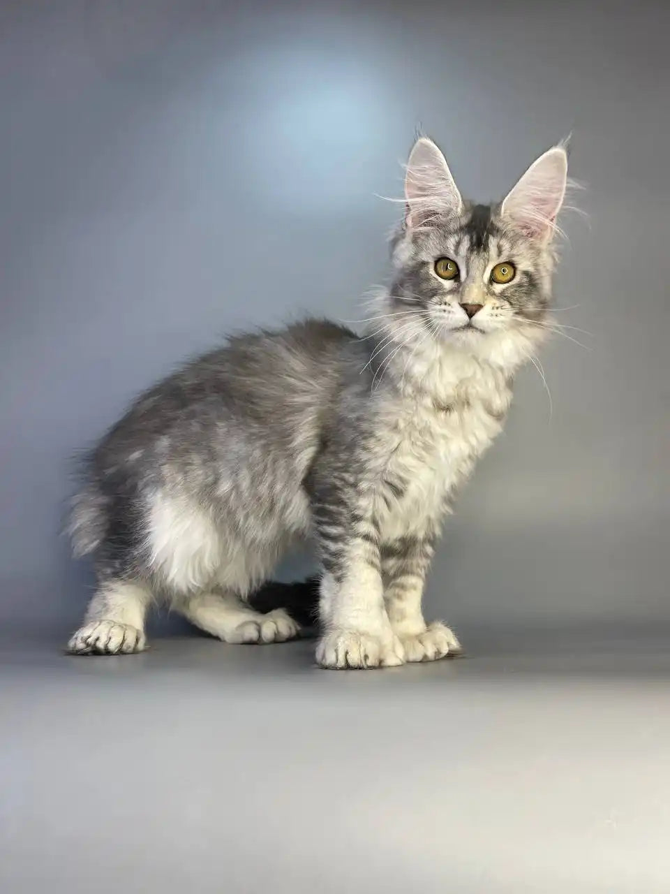 Maine Coon Kittens for Sale Barbie | Polydactyl Kitten