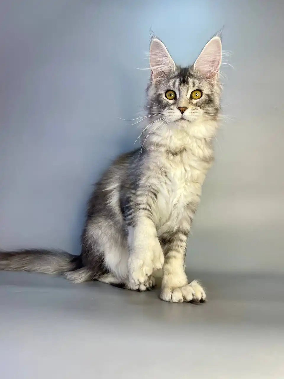 Maine Coon Kittens for Sale Barbie | Polydactyl Kitten