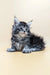 Fluffy gray and white Maine Coon kitten Barby looking alert and playful