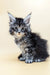 Fluffy gray and white Maine Coon kitten with ear tufts perfect for Barby product