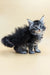 Fluffy gray and white Maine Coon kitten with bright blue eyes from Barby collection