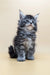 Fluffy gray and white Maine Coon kitten sitting upright for the Barby collection