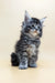 Fluffy gray and white Maine Coon kitten sitting upright, perfect for cozying up with Barby