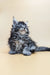 Fluffy gray tabby Maine Coon kitten with a tilted head looking adorable