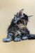 Fluffy Maine Coon kitten Barby with cute ear tufts and tabby markings