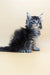 Fluffy Maine Coon kitten Barby with bright blue eyes and gray-black tabby fur