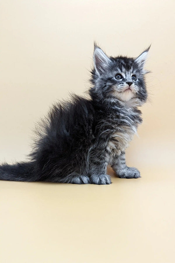 Fluffy Maine Coon kitten Barby with bright blue eyes and gray-black tabby fur