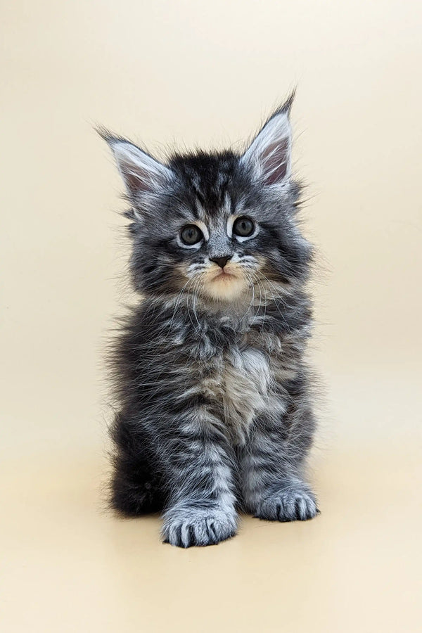 Adorable fluffy gray and white Maine Coon kitten with big ears and blue eyes