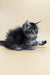 Fluffy gray Maine Coon kitten with bright eyes sitting on a plain surface