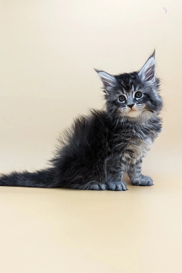Fluffy gray tabby Maine Coon kitten with bright blue eyes, perfect cuddle buddy