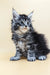 Fluffy Maine Coon kitten with blue eyes and ear tufts, perfect for your home