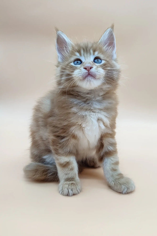 Ginger Maine Coon kitten Barby with bright blue eyes looking adorable