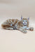 Ginger tabby kitten with blue eyes in Barby Maine Coon Kitten product shot