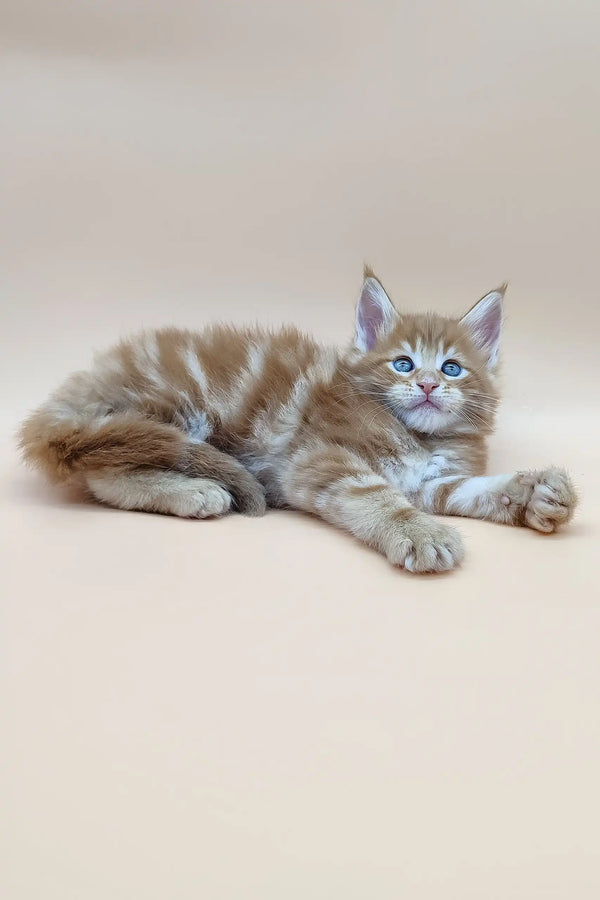 Ginger tabby kitten with blue eyes in Barby Maine Coon Kitten product shot