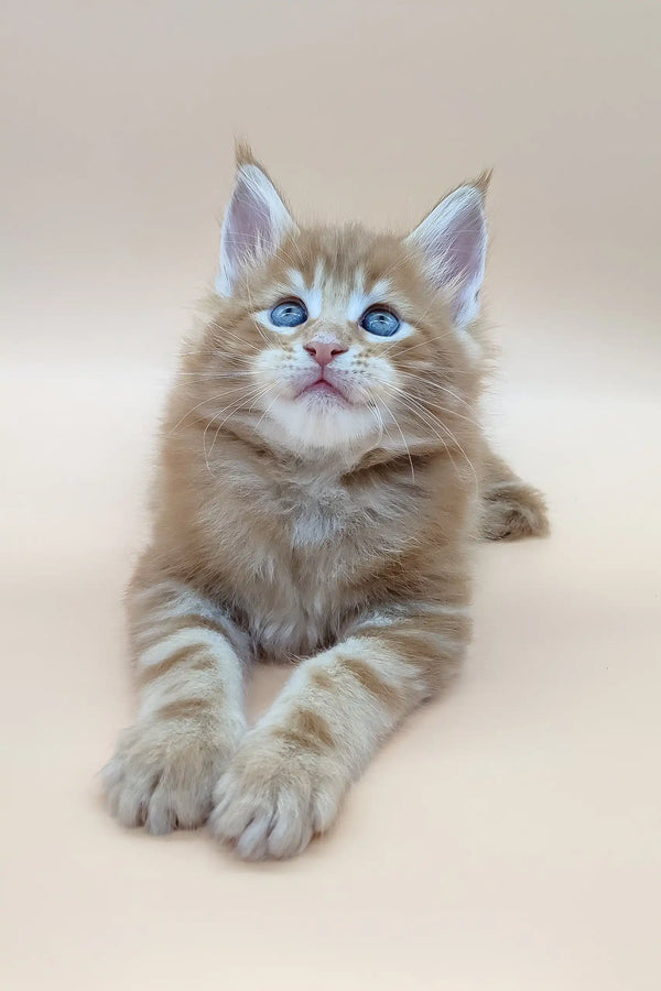 Ginger tabby kitten with blue eyes from Barby Maine Coon Kitten collection