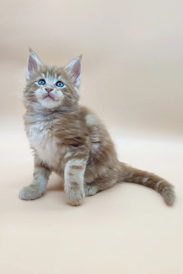Cute Ginger Tabby Kitten with Blue Eyes in Barby Maine Coon Kitten product