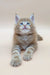 Ginger tabby kitten with blue eyes for Barby Maine Coon Kitten product