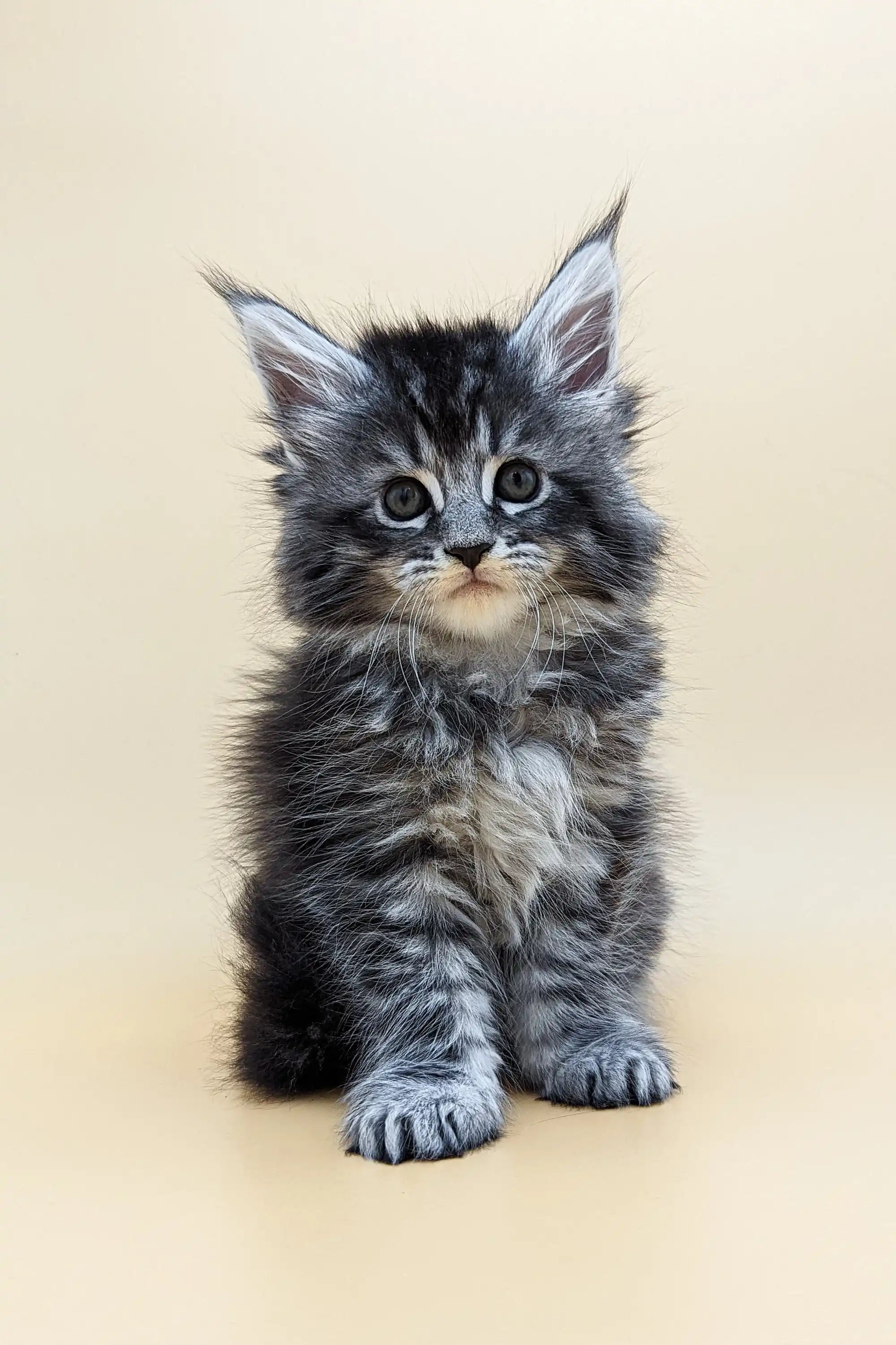 Maine Coon Kittens for Sale Barby | Kitten