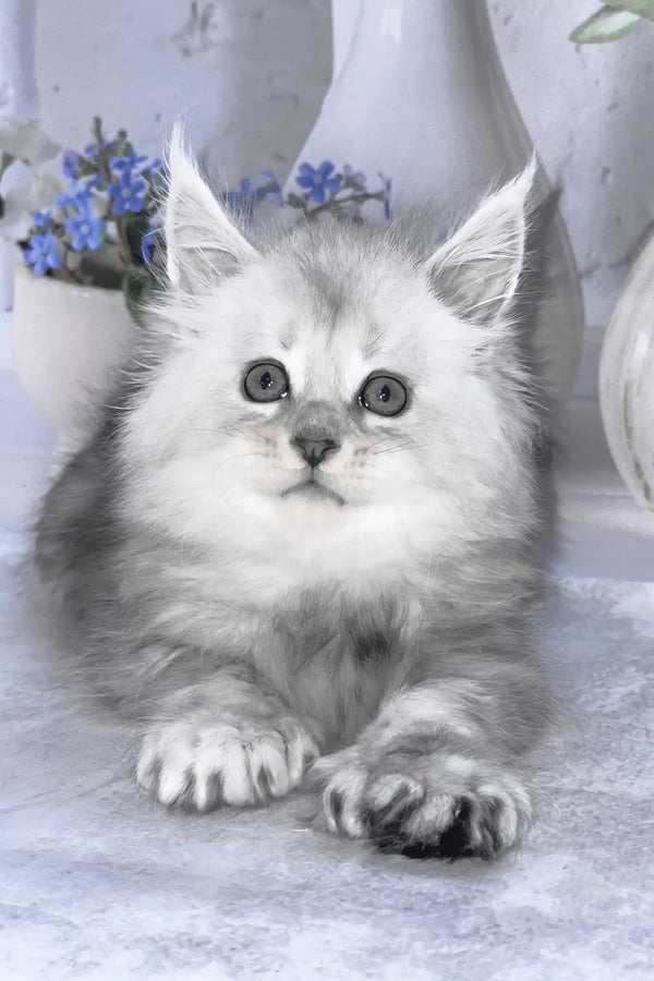 Barby | polydactyl maine coon kitten