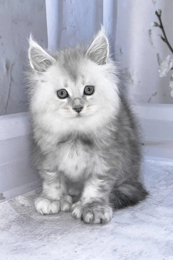 Barby | polydactyl maine coon kitten