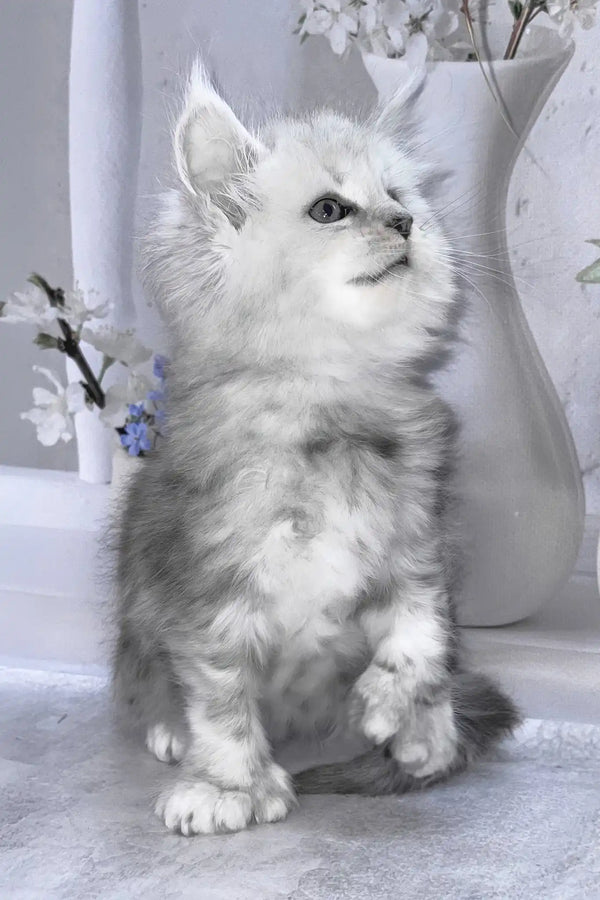 Barby | polydactyl maine coon kitten