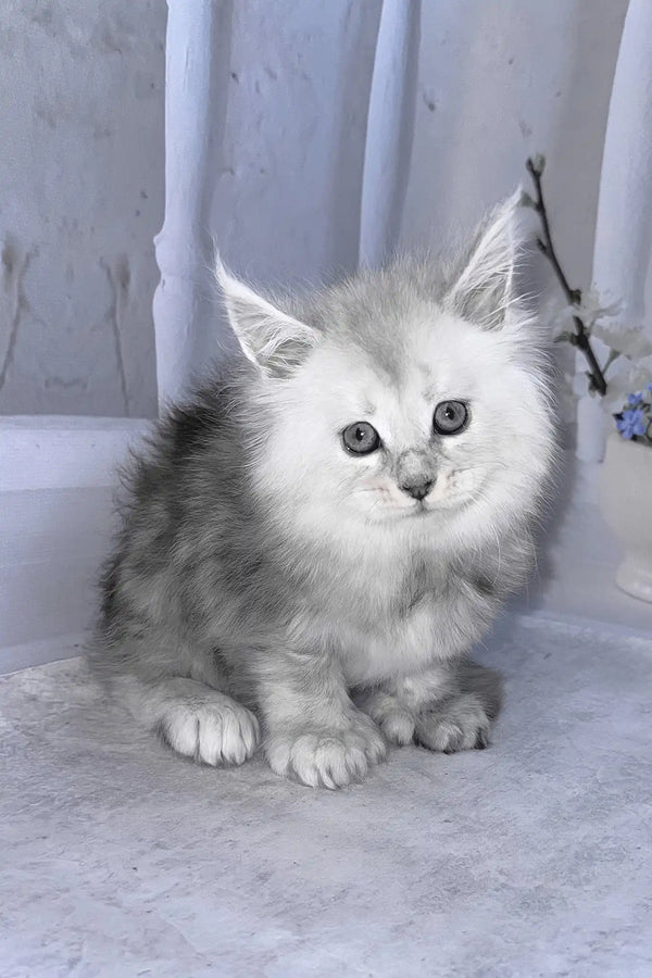 Barby | polydactyl maine coon kitten