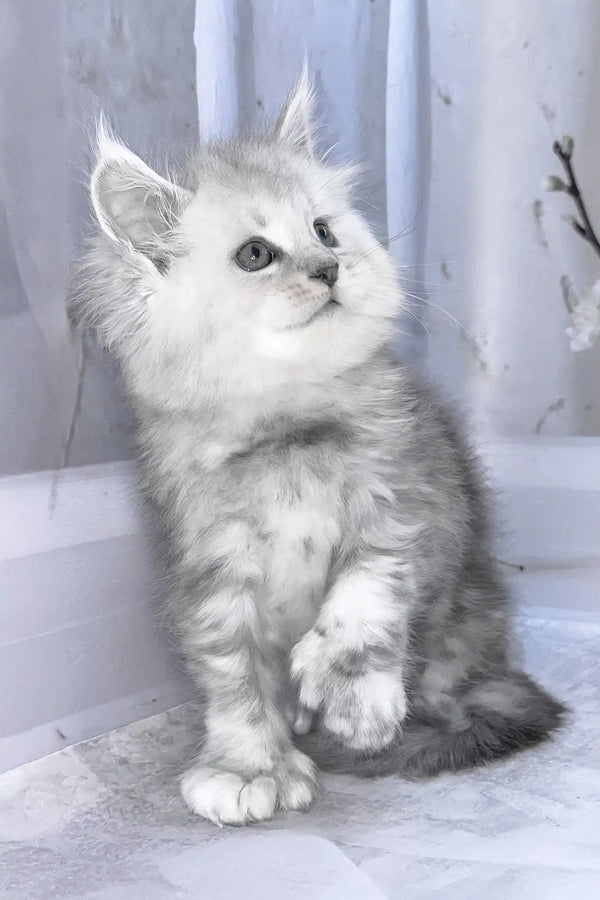 Barby | polydactyl maine coon kitten