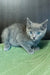 Gray Russian Blue kitten named Barhat with stunning blue eyes