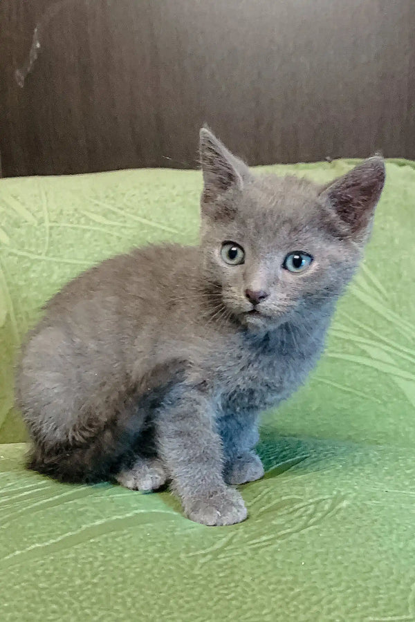 Gray Russian Blue kitten named Barhat with stunning blue eyes. Adorable and playful!