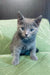 Gray Russian Blue kitten named Barhat with stunning blue eyes