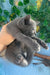 Gray kitten in hand, showcasing Barhat Russian Blue Kitten’s adorable features