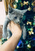 Gray kitten in hand, showcasing the adorable Barhat Russian Blue Kitten