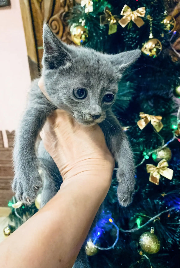 Gray kitten in hand, showcasing the adorable Barhat Russian Blue Kitten