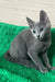 Adorable Gray Russian Blue cat in the Barika Russian Blue Kitten product