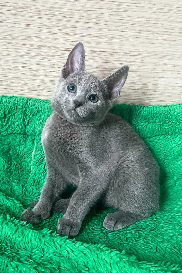 Gray Russian Blue kitten for sale in the Barika product collection