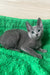 Adorable gray Russian Blue kitten named Barika with big ears peeking curiously