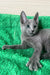 Adorable Gray cat with large ears, showcasing the charm of a Russian Blue Kitten