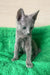 Gray kitten with big ears from Barika, the adorable Russian Blue Kitten