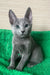 Adorable gray Russian Blue kitten named Barika with big, fluffy ears