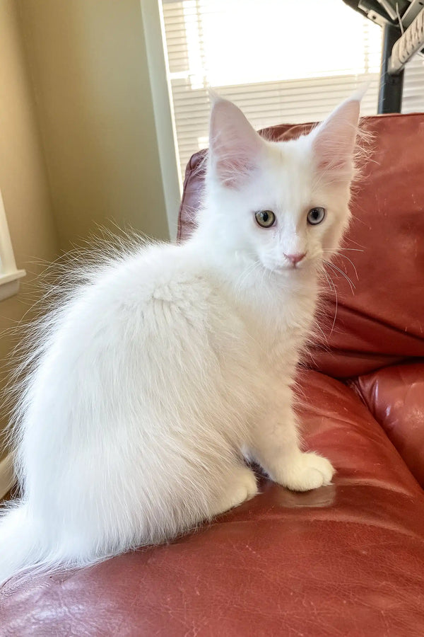 Barnabas | polydactyl maine coon