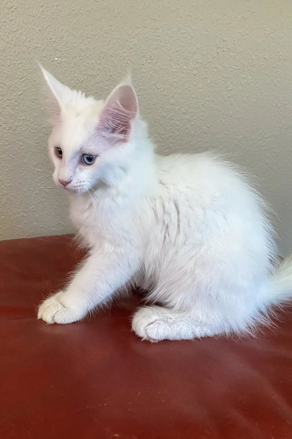 Barnabas | polydactyl maine coon