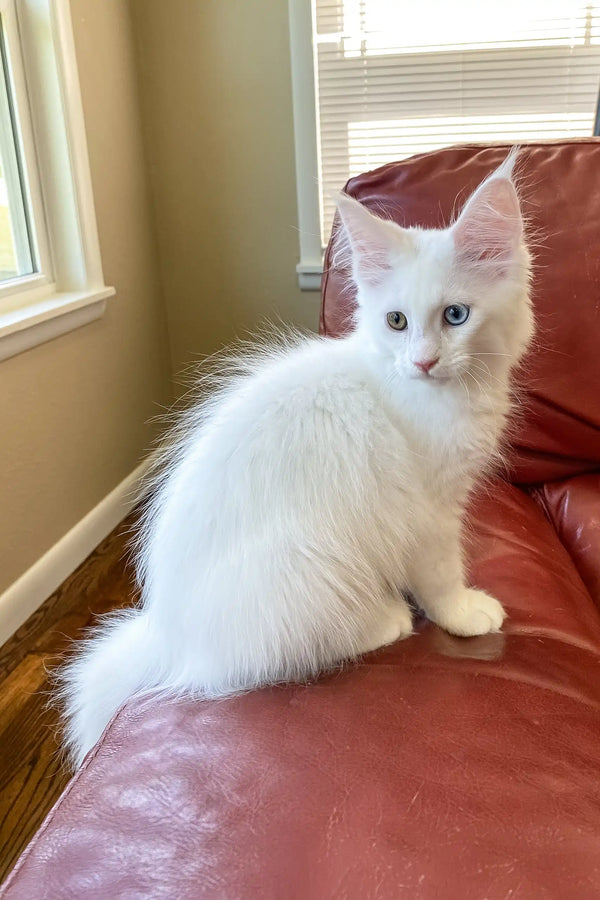 Barnabas | polydactyl maine coon