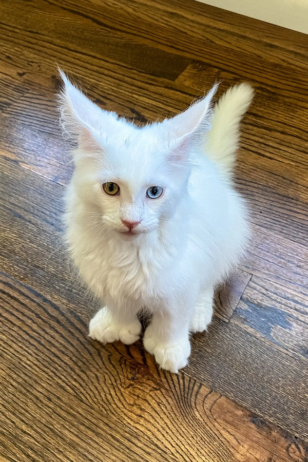 Barnabas | polydactyl maine coon