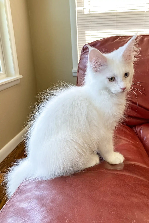 Barnabas | polydactyl maine coon