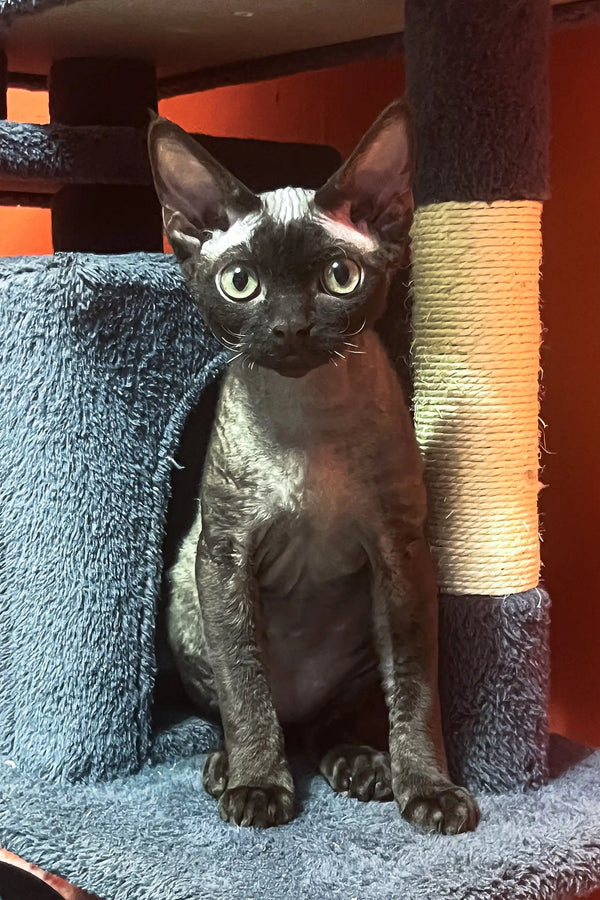 Black Devon Rex cat from the Barni Devon Rex Kitten product line