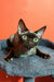 Cute Brown Devon Rex cat from the Barni Devon Rex Kitten product line