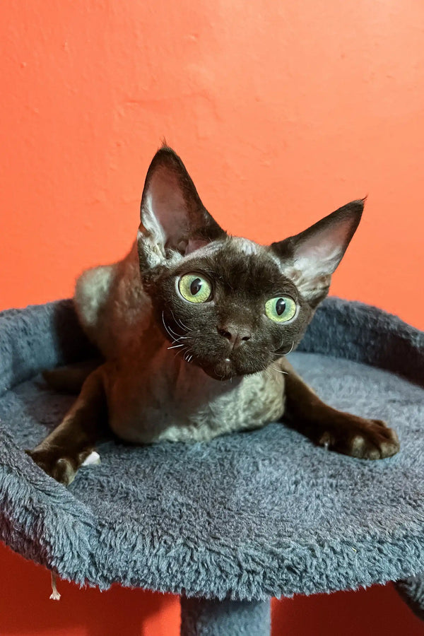 Cute Brown Devon Rex cat from the Barni Devon Rex Kitten product line