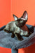 Rex cat relaxing in a cozy blue bed, perfect for your Devon Rex kitten Barni